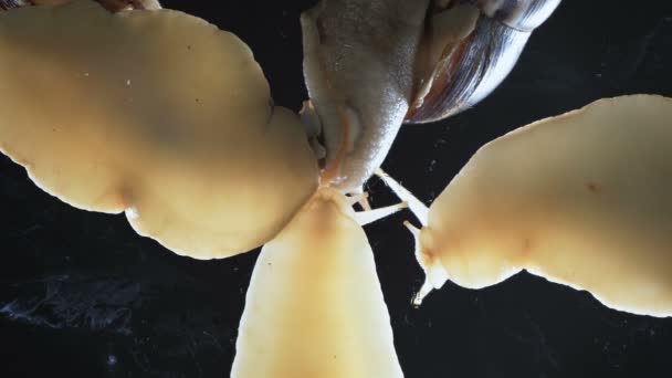 Primer plano Vídeo de cuatro caracoles Achatina sobre fondo negro — Vídeo de stock