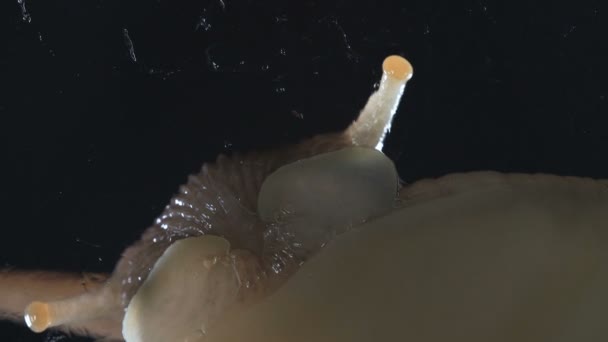 Macro videó Achatina csigák fekete háttér — Stock videók