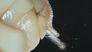 Koyu arka planda salyangoz Makro Video