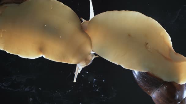 Primer plano Video de los caracoles Achatina sobre fondo negro — Vídeo de stock