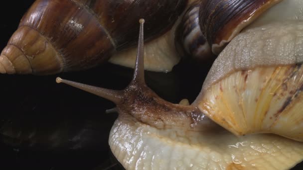 Tiro de close-up de Achatina no escuro em vidro — Vídeo de Stock