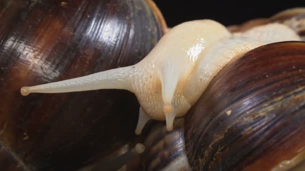 Primer plano de disparo de la cabeza Achatina en negro — Vídeos de Stock