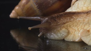 Siyah arka planda Achatina salyangozu çekimi