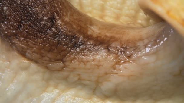 Nahaufnahme der Haut von Achatina-Schnecken auf schwarzem Hintergrund — Stockvideo