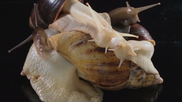 Videó Sportlövészet Achatina csigák, sötét — Stock videók