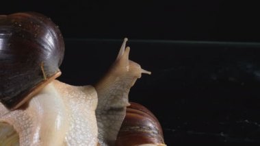 Karanlıkta Achatina salyangozvideo Çekim