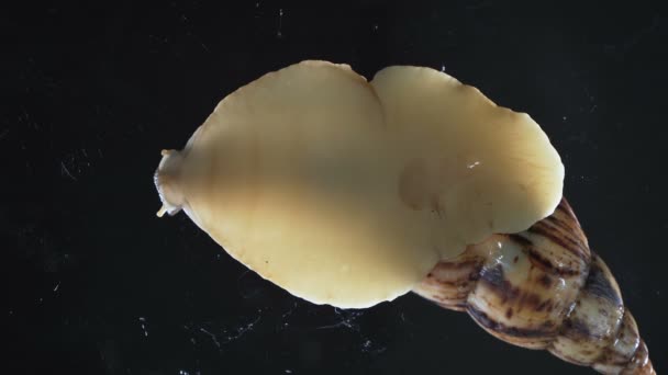 Vídeo de Achatina caracol no fundo preto — Vídeo de Stock