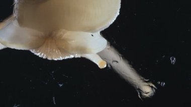 Siyah arka plan üzerinde Achatina salyangoz Makro Video