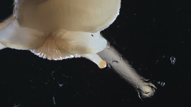 Macro Video de Achatina caracol sobre fondo negro — Vídeo de stock