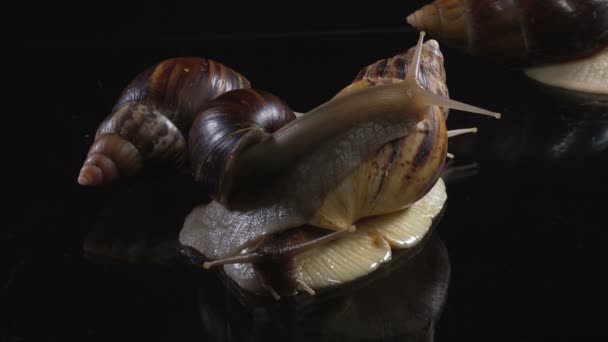 Close-up schieten van Achatina op donkere achtergrond — Stockvideo