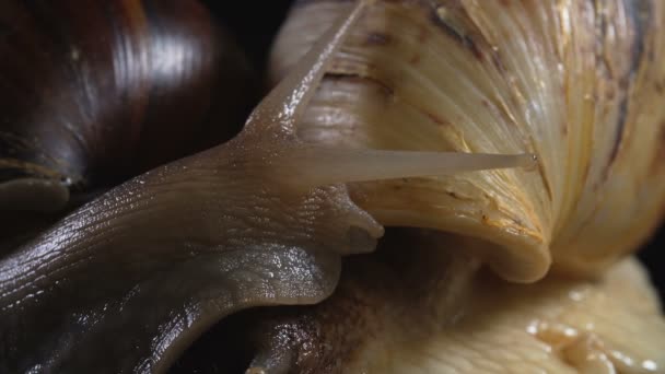 Close-up schieten van Achatina op zwarte achtergrond — Stockvideo