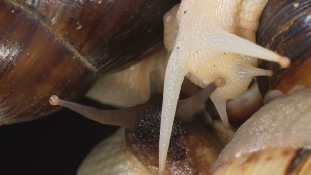 Close-up schieten van twee Achatina hoofden op zwarte achtergrond — Stockvideo