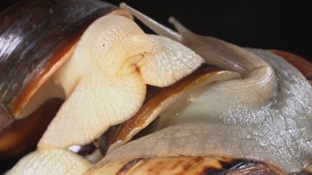 Schieten van twee Achatina slakken op zwarte achtergrond — Stockvideo