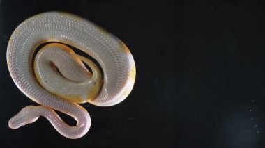 Görüntüleri albino kraliyet phyton, kamera aşağı koştu