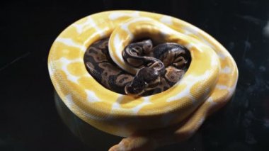 Video koyu cam üzerinde küçük albino ve top kraliyet phyton