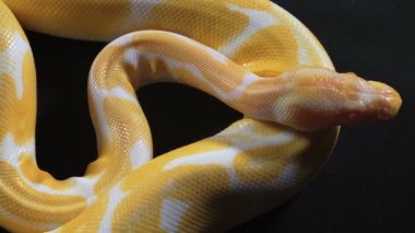 Koyu doku üzerinde küçük albino topu kraliyet phyton Video