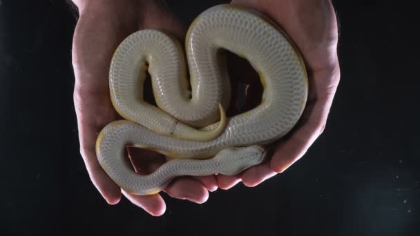 Footage of albino ball royal phyton in hands — Stock Video