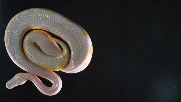 Filmati albino reale Phyton, macchina fotografica precipitata giù — Video Stock