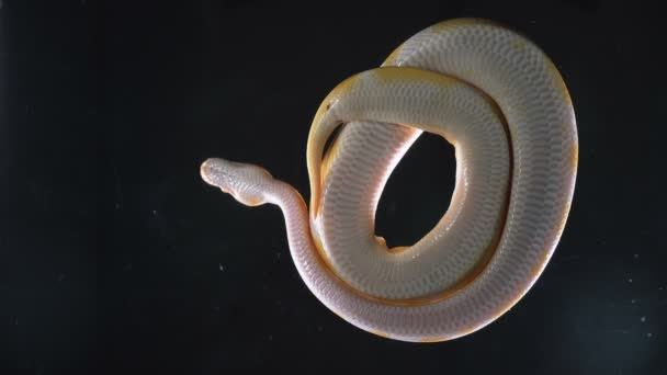 Filmati di Albino Phyton, macchina fotografica precipitata giù — Video Stock