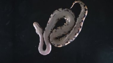 Video küçük top fiton, kamera aşağı koştu