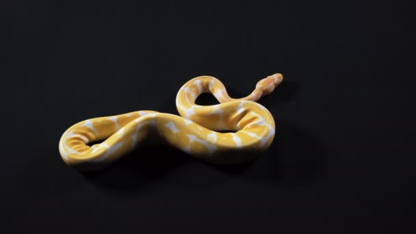 Albino yellow python crawling from the left to right — Stock Video