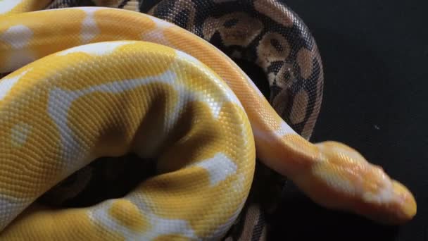 Beelden van kleine albino en kogel Phyton op donker glas — Stockvideo