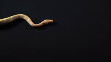 Albino piton soldan sağa sürünerek