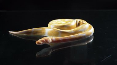 Siyah cam albino kraliyet phyton görüntüleri