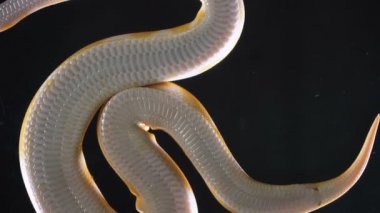Albino ball royal phyton görüntüleri