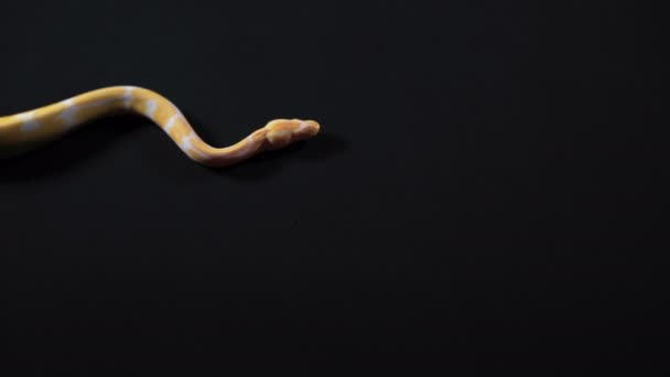 Albino-Python kriecht von links nach rechts — Stockvideo