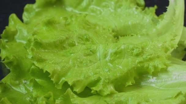 Video de lechuga verde mojada con gotas de agua — Vídeos de Stock