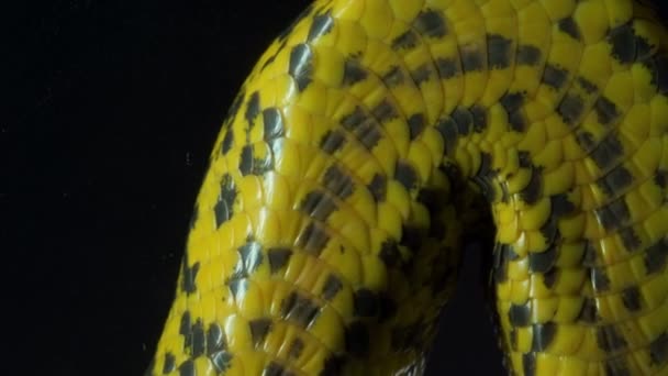 Видео сумасшедшей анаконды с видом снизу — стоковое видео