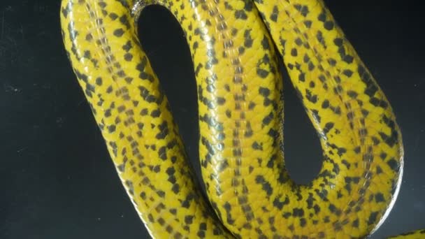 Video de boa anaconda arrastrándose con tiro bajo — Vídeo de stock