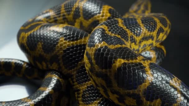 Prise de vue du boa anaconda jaune rampant — Video