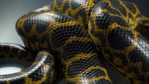 Prise de vue rapprochée du boa anaconda jaune rampant — Video