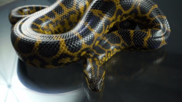 Видео дышащей желтой анаконды с головой — стоковое видео
