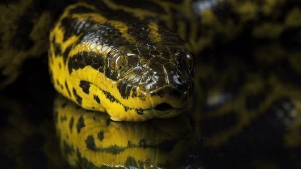 Close-up video van boa anaconda's hoofd — Stockvideo