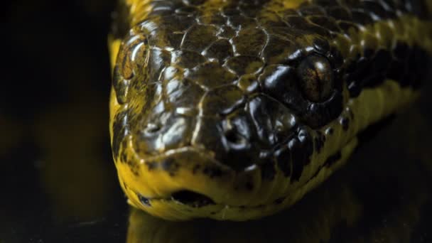 Makro fotografering av tittar på kameran anakonda — Stockvideo