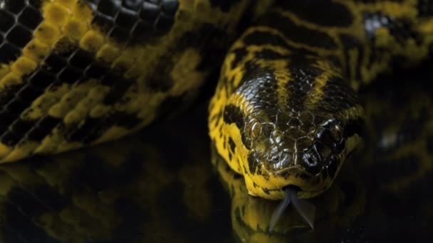 Video de mirar cámara boa anaconda amarilla — Vídeos de Stock