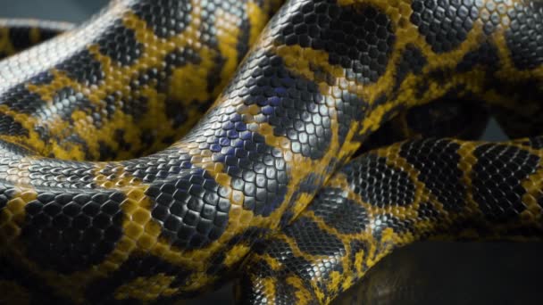 Vidéo de respiration anaconda jaune, motif de peau — Video