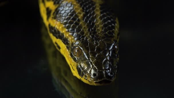 Closeup videó a sárga anaconda fejjel — Stock videók