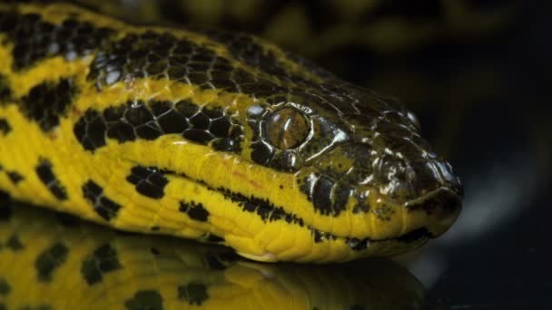 Primer plano video de boa anaconda con cabeza — Vídeos de Stock