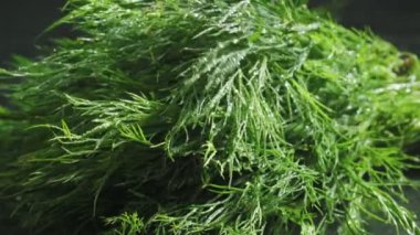 Su damlaları ile yeşil dereotu Video