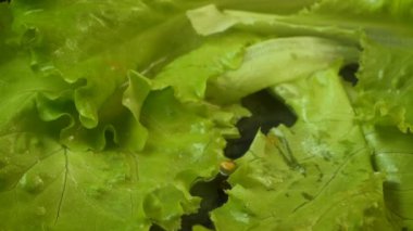 Marul üzerine düşen yarım domates Video