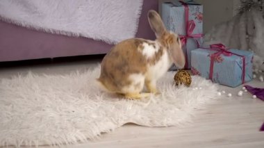 Bej tavşanın stüdyoda dinlenme videosu.