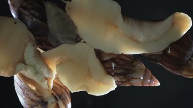 Siyah üzerine Achatina salyangozlarının videosu, kamera aşağı koştu