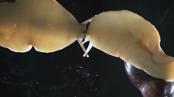 Video de dos caracoles Achatina sobre fondo oscuro — Vídeos de Stock