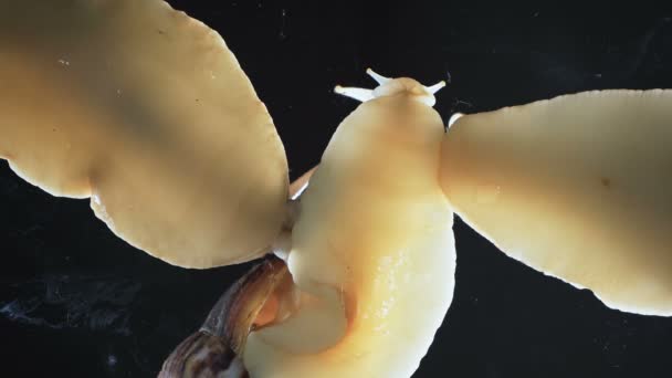 Close-up van Achatina slakken op zwarte achtergrond — Stockvideo