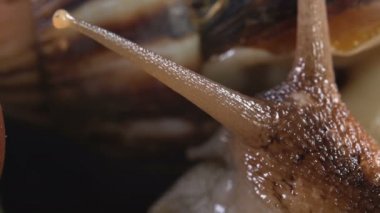 Siyah arka planda Achatina salyangozlarının yakın plan çekimi