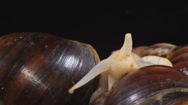 Siyah arka planda Achatina 'nın kafasının yakın plan çekimi